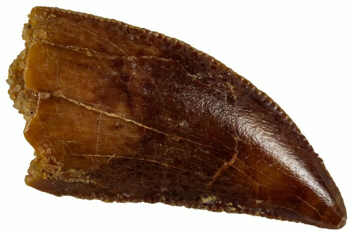 Serrated, Raptor Tooth - Real Dinosaur Tooth #295983
